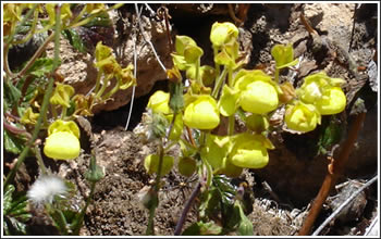 Flores amarillas