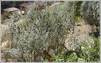 Plantas en Peru