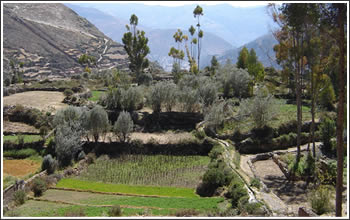 Campos de Tarma